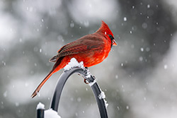 Photos Cardinal